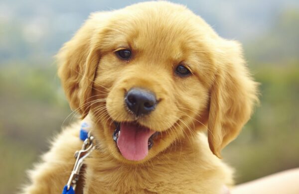 How To Choose The Perfect Family Dog